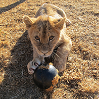     A lion cub at the Rhino and Lion Nature Reserve in South Africa