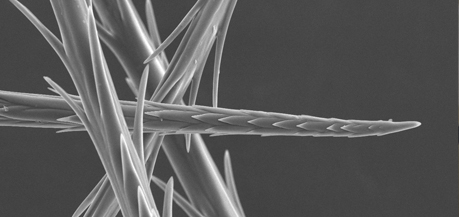 moth hairs at nano level