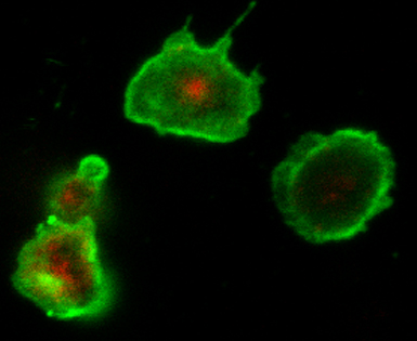 Leukocyte migration