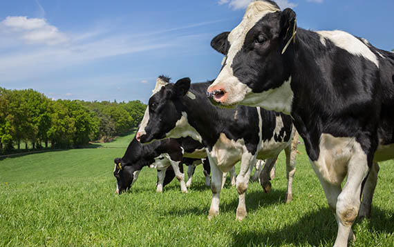 Cows Grazing on Field