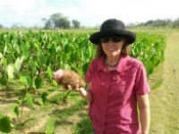 Field Site, Fiji - Taro field trials. Image: Dr Ros Gleadow.