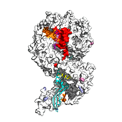 Presented are molecular interactions between PRC2 to its regulatory factors, as were identified by Zhang & McKenzie et al. using cross-linking with mass-spectrometry and mapped to 3D structures that were recently published (Kasinath et al. 2018; Chen et al. 2018). RNA-binding sites are represented in red and orange and protein-binding sites are in assorted colours.
