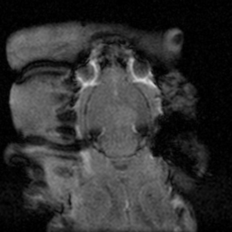Focussed ultrasound mouse image