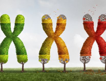 Telomeres photo