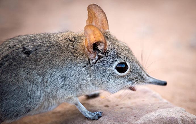 People could have caught the Langya virus from wild shrews.