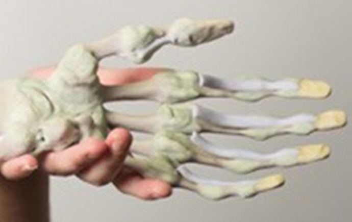 Model skeleton of a hand