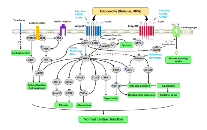 Potential cardioprotective mechanisms of cardiac adiponectin receptor signalling