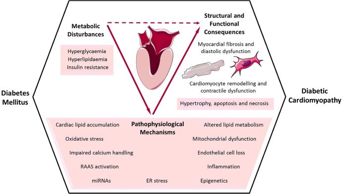 Tate-2017-diabetic-cardiomyopathy