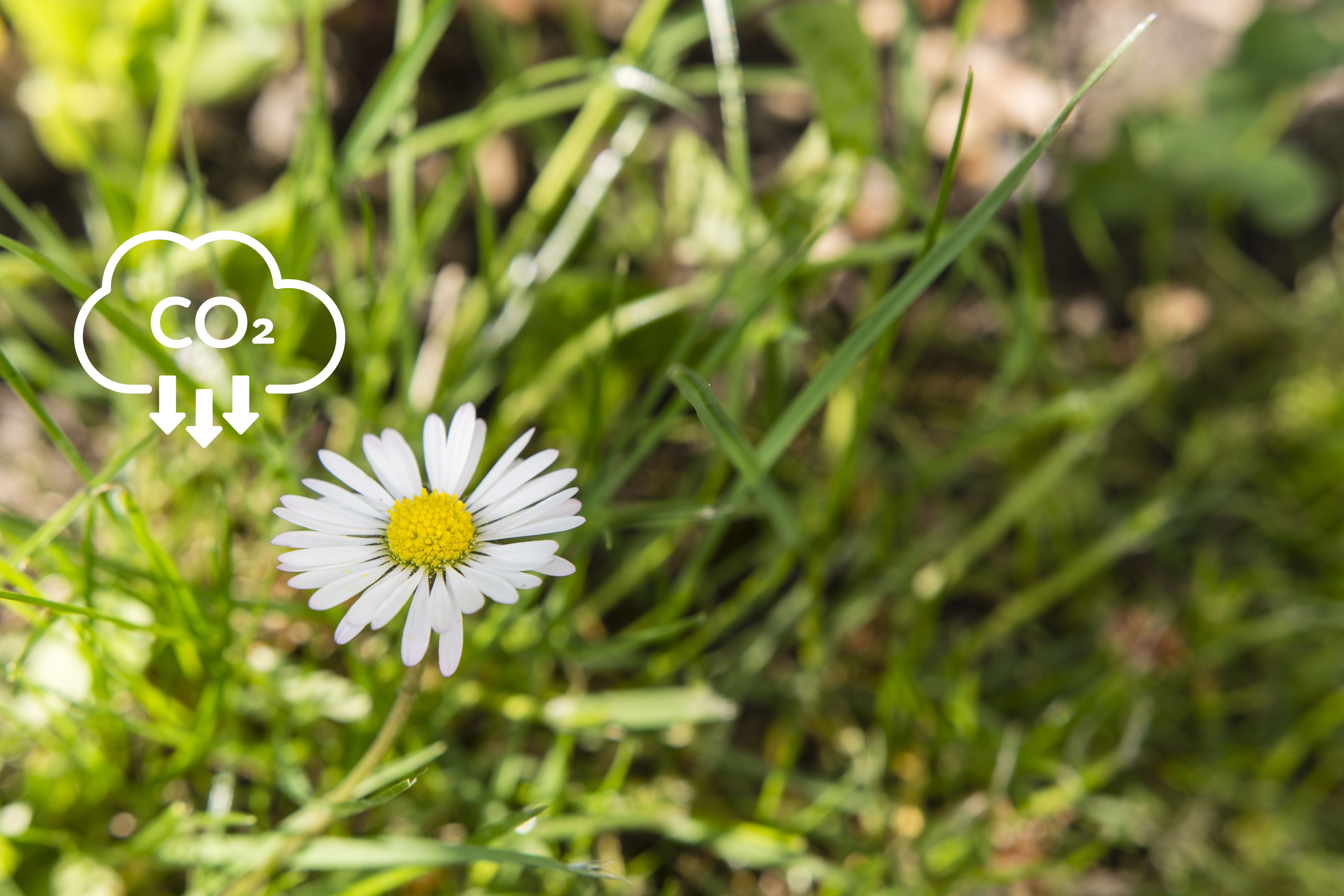 picture of a daisy flower amongst green grass. A stylised circle surrounds the flower and at the top right-hand side of the circle there is an image of a cloud with the periodic symbol for carbon dioxide at the bottom of the cloud with an arrow alongside pointing down to the flower.