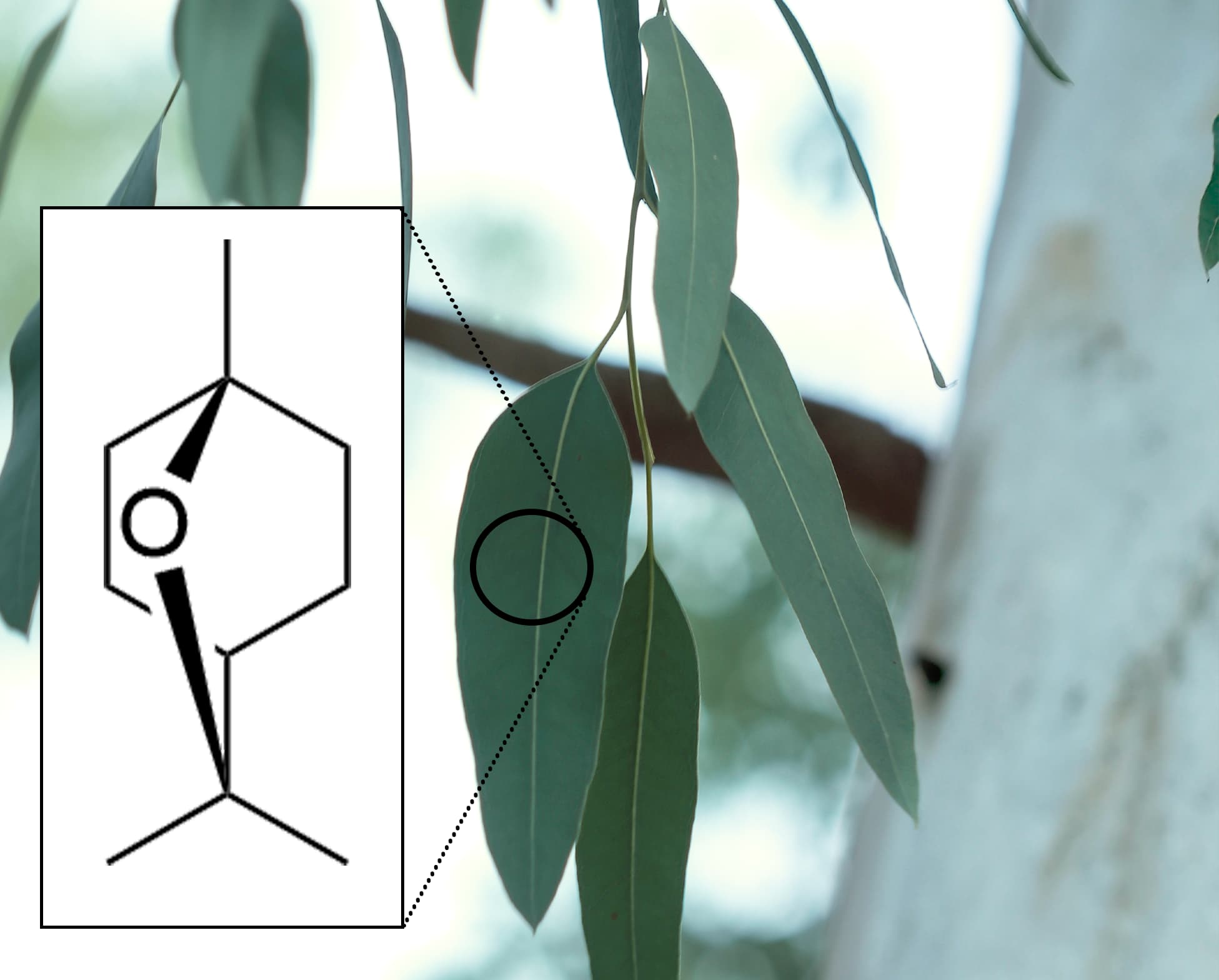 A photograph of eucalyptus leaves. On one of the leaves there is a graphic of a circle and lines indicating zooming out. These lines connect with a graphic on the left-hand side of the photograph depicting a hexagon. From the top of the hexagon is a line pointing straight up. From the bottom of the hexagon is a line pointing down that splits in two directions to the right and left. From the point of divergence a line points back toward the centre of the hexagon. This line points at a circle within the hexagon. Above this circle is another line that points to the base of the straight line that rises from the top of the hexagon.