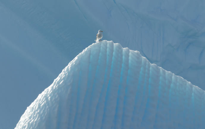 Seagull on iceburg