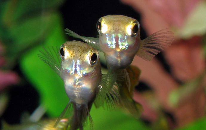 Poecilia fish