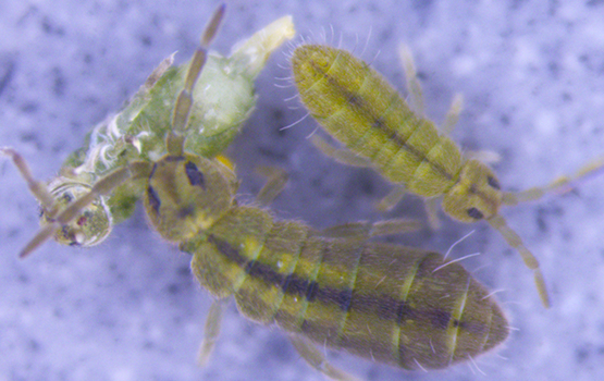 An Isotomurus springtail species