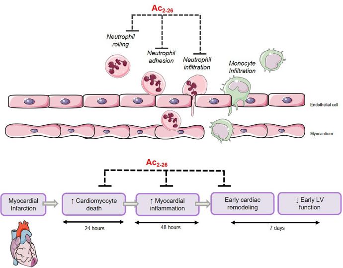 Annexin-A1-cardioprotection-diagram