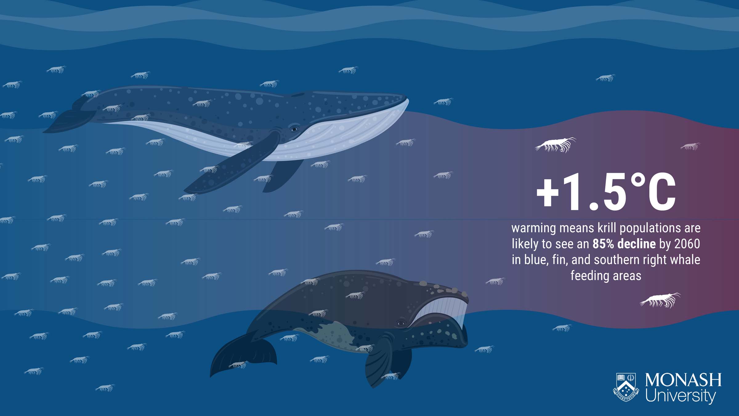 Plus 1.5 degrees celsius warming means krill populations are likely to see an 85% decline by 2060 in blue, fin, and southern right whale feeding areas.