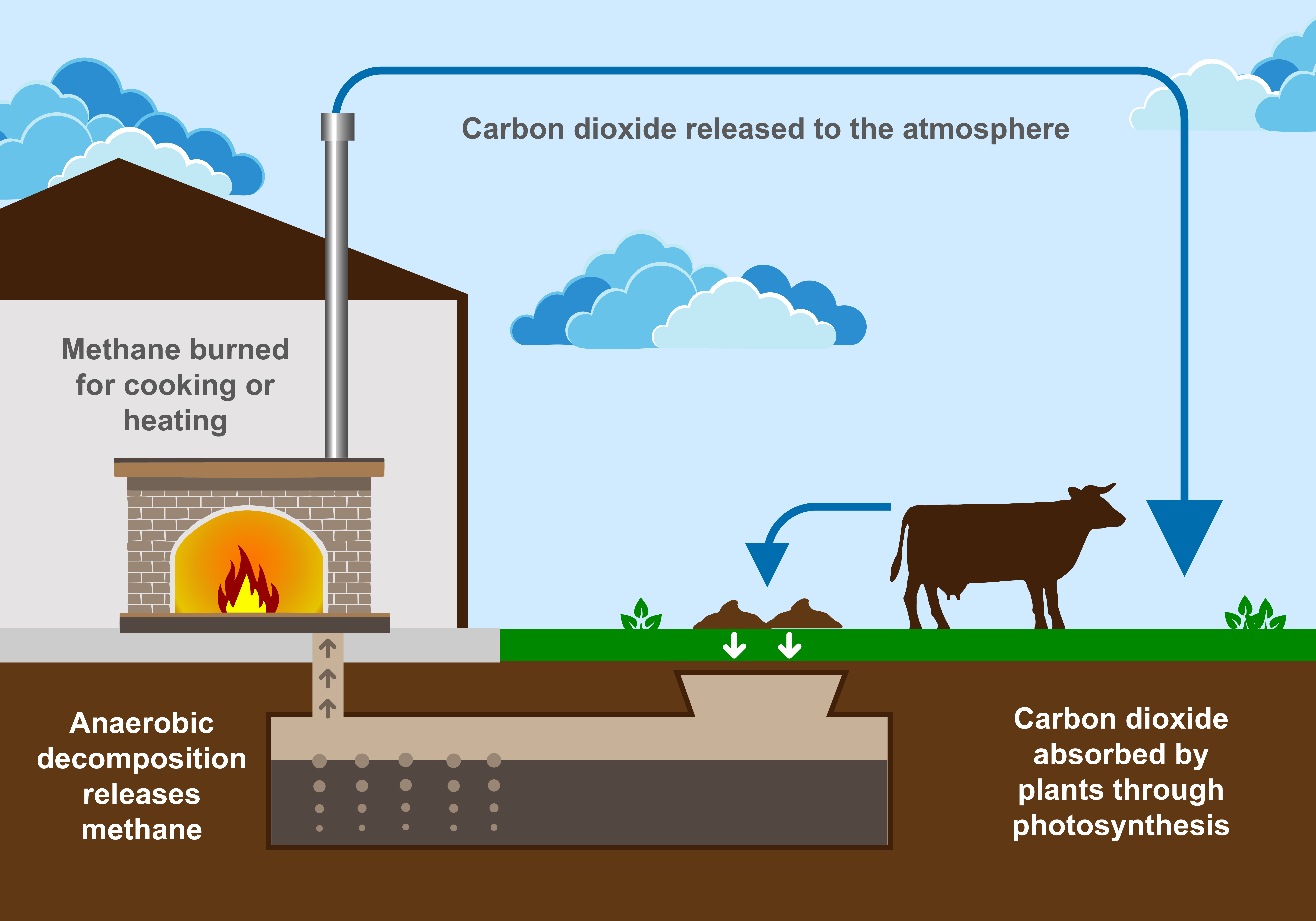 A picture showing a cycle where carbon dioxide is absorbed by plants through photosynthesis, eaten by cows who then excrete it as manure. This manure is then placed into a biogas generator, where it releases methane due to anaerobic decomposition. This methane is burned for cooking or heating, which releases the carbon dioxide back into the atmosphere to be absorbed by plants, continuing the cycle