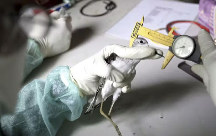 deadly bird flu strain is headed for Australia