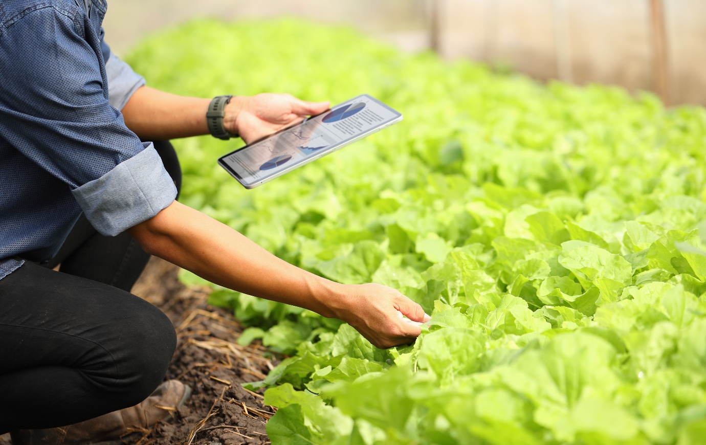 Food security