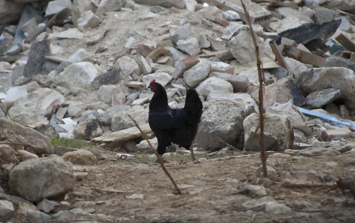 Rooster amidst earthquake
