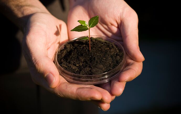 Close-up of a person holding a clear petri dish in their hands, showcasing a small green plant seedling with delicate leaves and sprouting roots being cultivated for laboratory research.