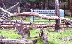 Kangaroo with exclusion plot