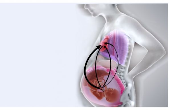 Fetal-Maternal Cardiorespiratory Interactions