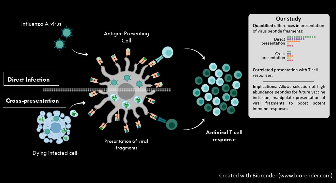 The study investigated how two distinct pathways of virus presentation determine precisely what immune cells 'see' and respond to after influenza virus infection. It found that both pathways are critical in determining the antiviral immune response. (Click on image to expand)