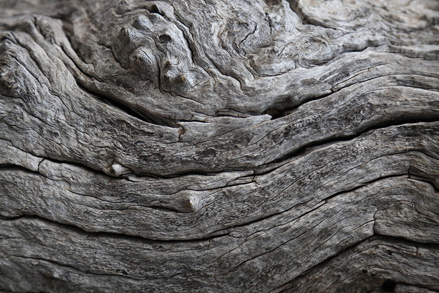 https://www.monash.edu/__data/assets/image/0005/2516018/The-Scar-Tree_2_580px.jpg