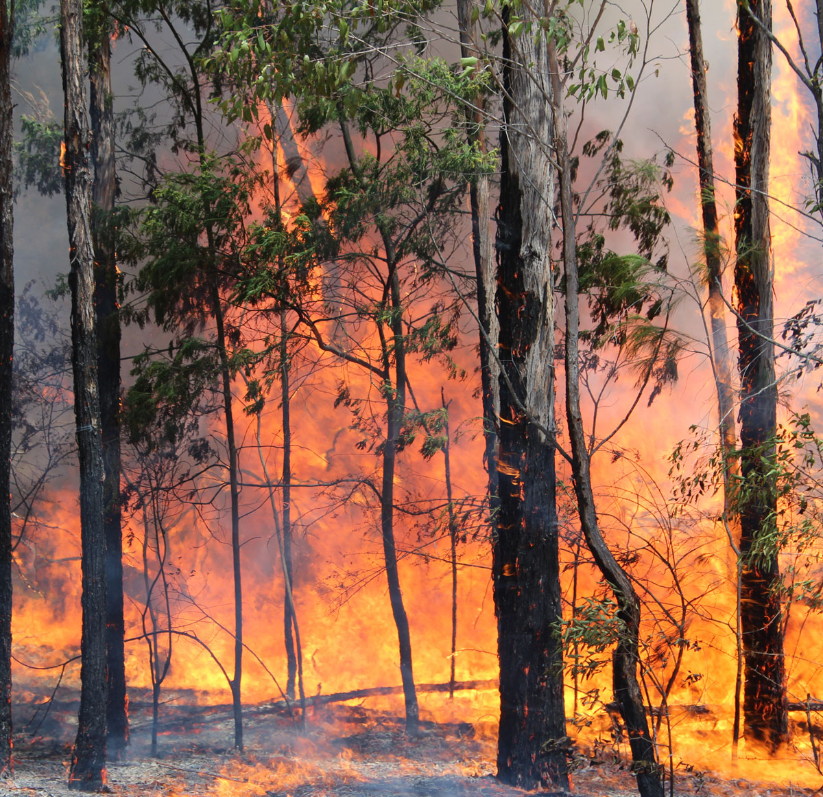 Australian bush fire 2019