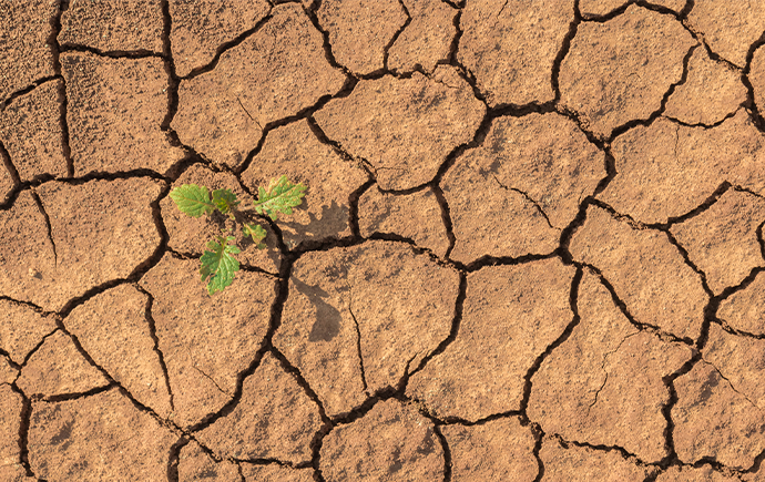 Bird's eye view of dry, cracked earth with a lone sprouting plant.