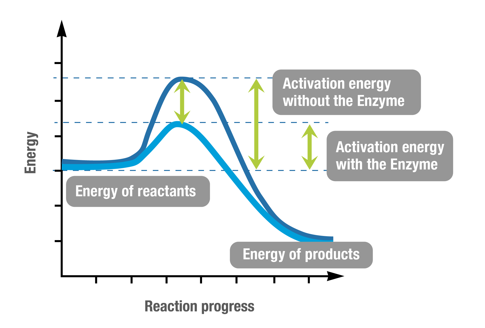 Enzyme Substrate Complex Graph Enzyme Substrate Complex Graph