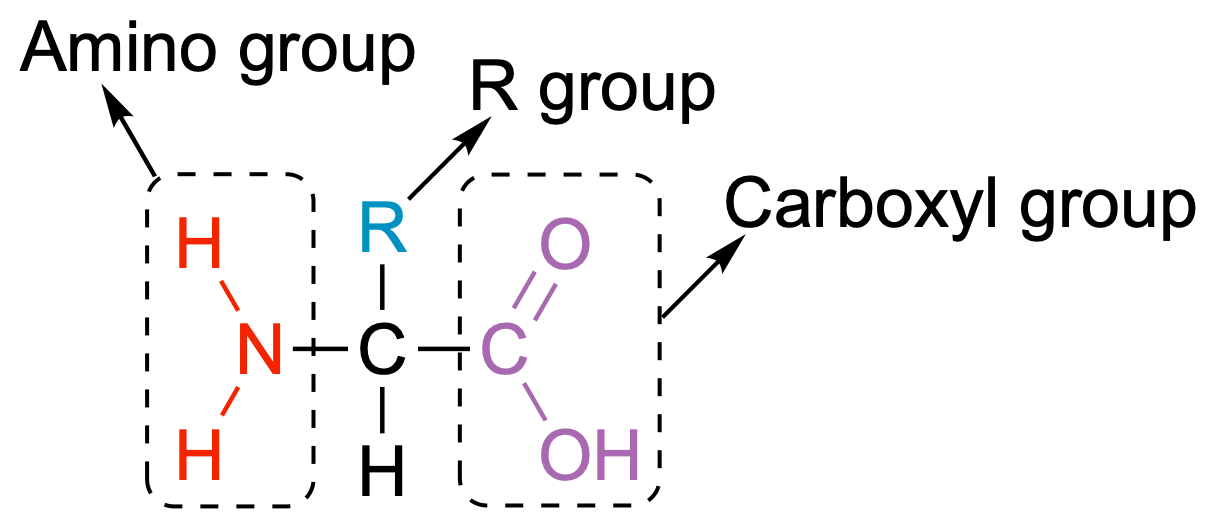 ChemistryStructures 8.1.13
