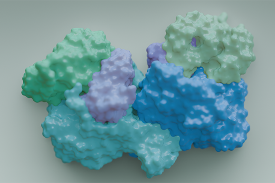 An image showing the molecular architecture of the specialised enzyme that allows microbes to consume toxic CO from the atmosphere. Credit Ashleigh Kropp and Dr David Gillett.
