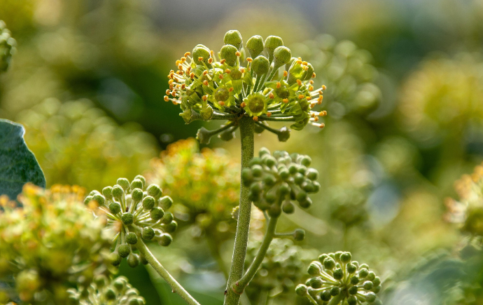 Ivy flowers