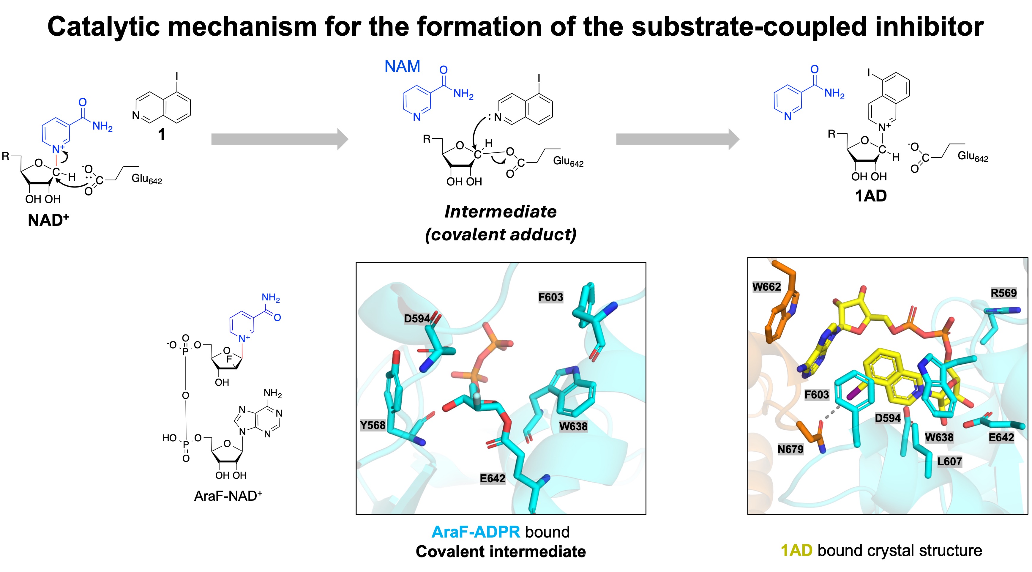 Catalytic mechanism for the formation of the substrate-conjugate inhibitor