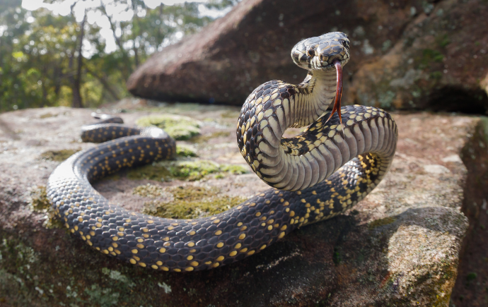 A coiled snake with dark-banded pattern resting on rocky, dry soil.