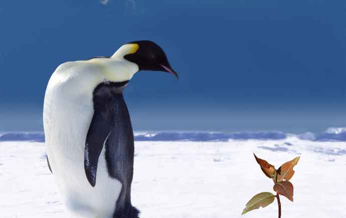 Penguin