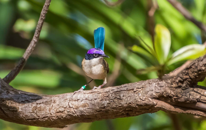 Profile view of a male purple-crowned fairy-wren with bright blue and black plumage on its head, perched naturally on a small branch against a blurred natural background.