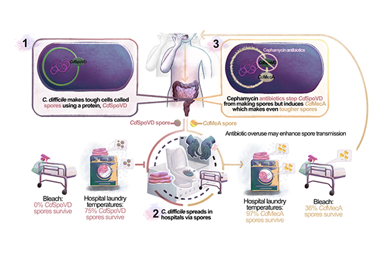 Uncovering an alternate pathway of antibiotic resistance in spore-forming bacteria. Illustration courtesy of Dr Desirel Ng, Monash University.