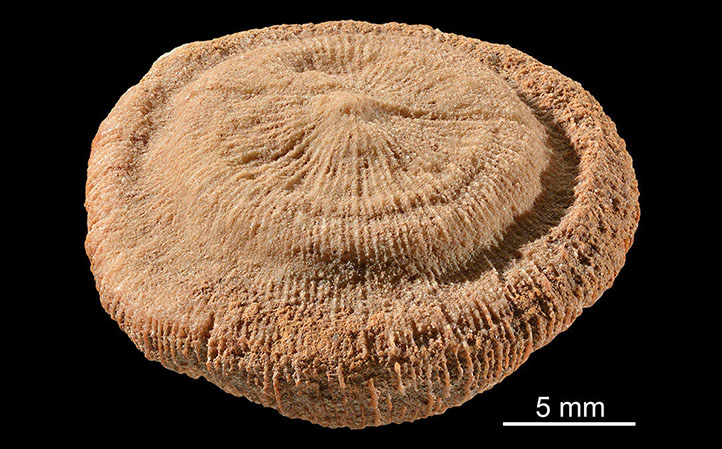 Photo of Fossil