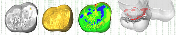 Anatomy banner