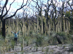 trees