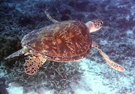 Turtle