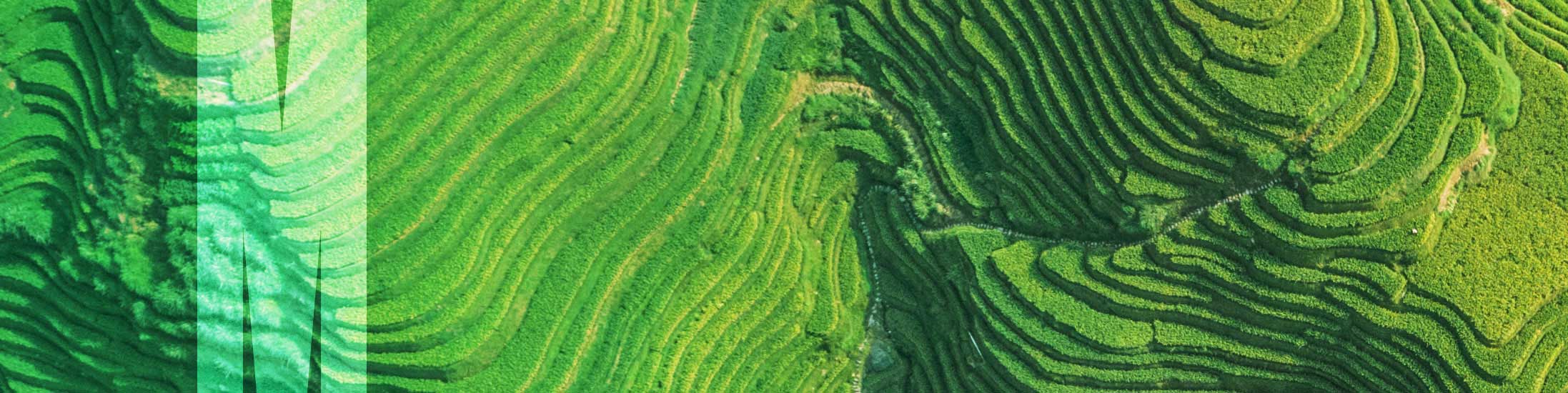 Ricefield green
