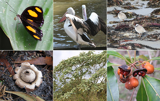 Data to assess distributions and trends varies vastly among species