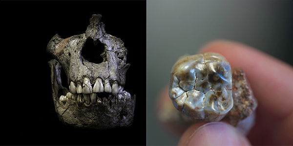 Australopithecus africanus tooth and skull, Luca Fiorenza.