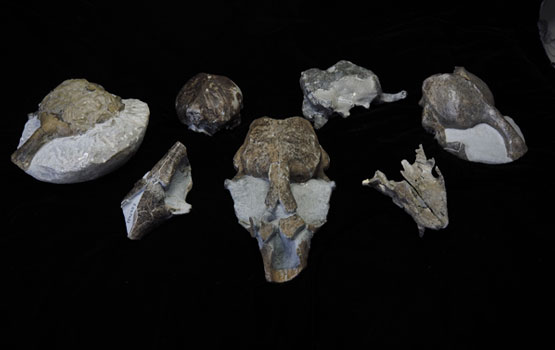 Pieces of the fossil specimens discovered.