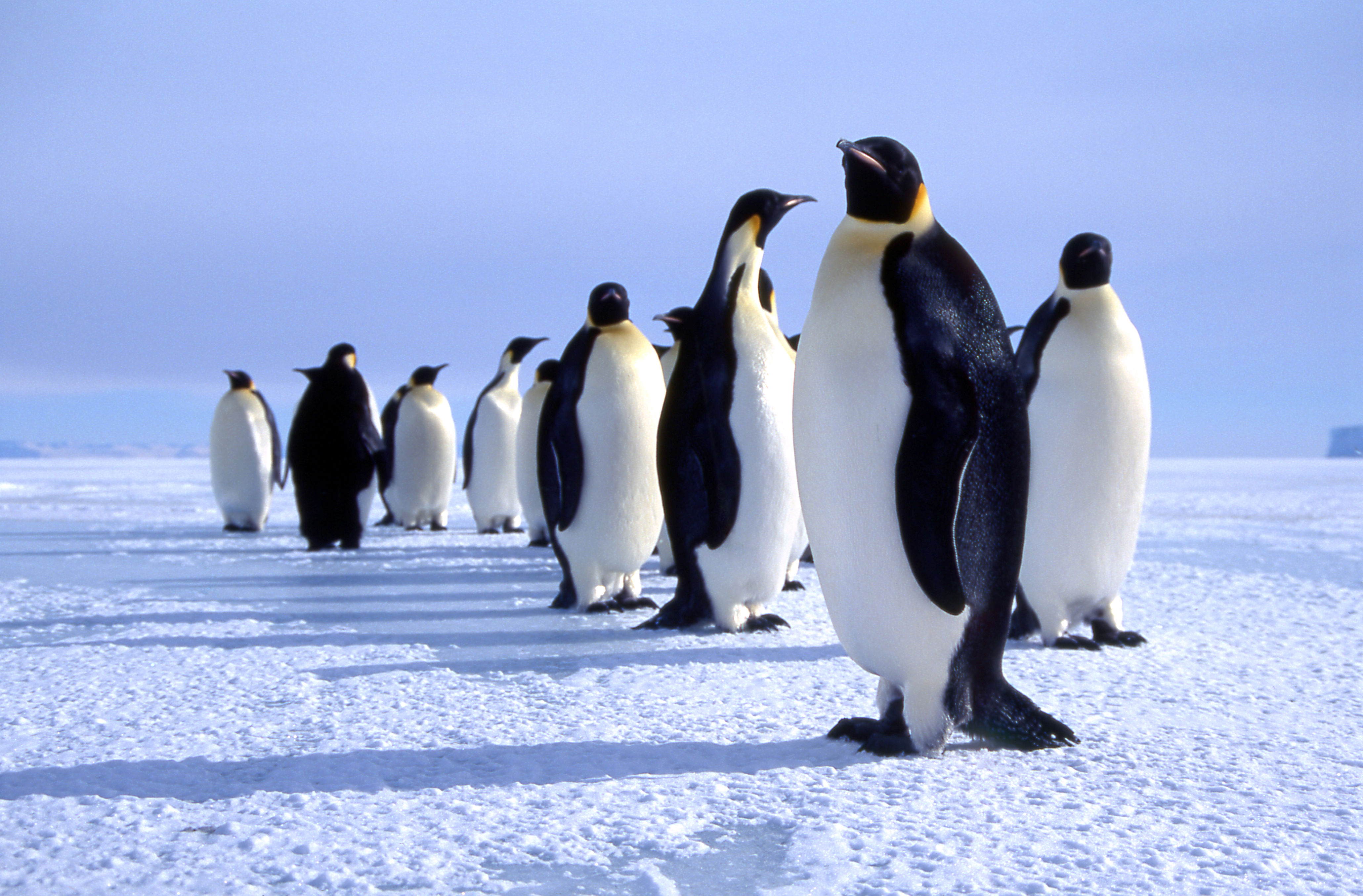 Emperor penguins _Cape Erans_Ross Is._E.Antarctica Pic. J.Stilwell 11-1995.jpg