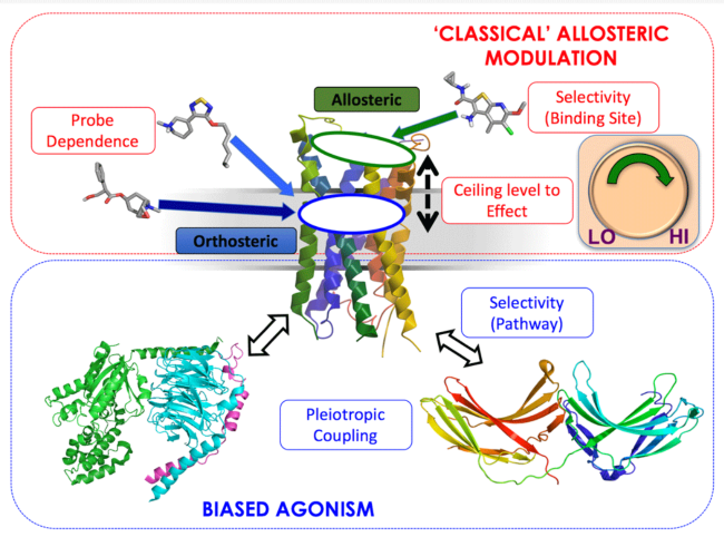 A diagram of the multidisciplinary approaches our lab applies to study novel paradigms of drug action at GPCRs