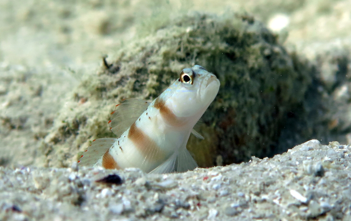 Boat engine noise influences behaviour of a goby